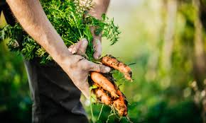  How organic stores support local farmers